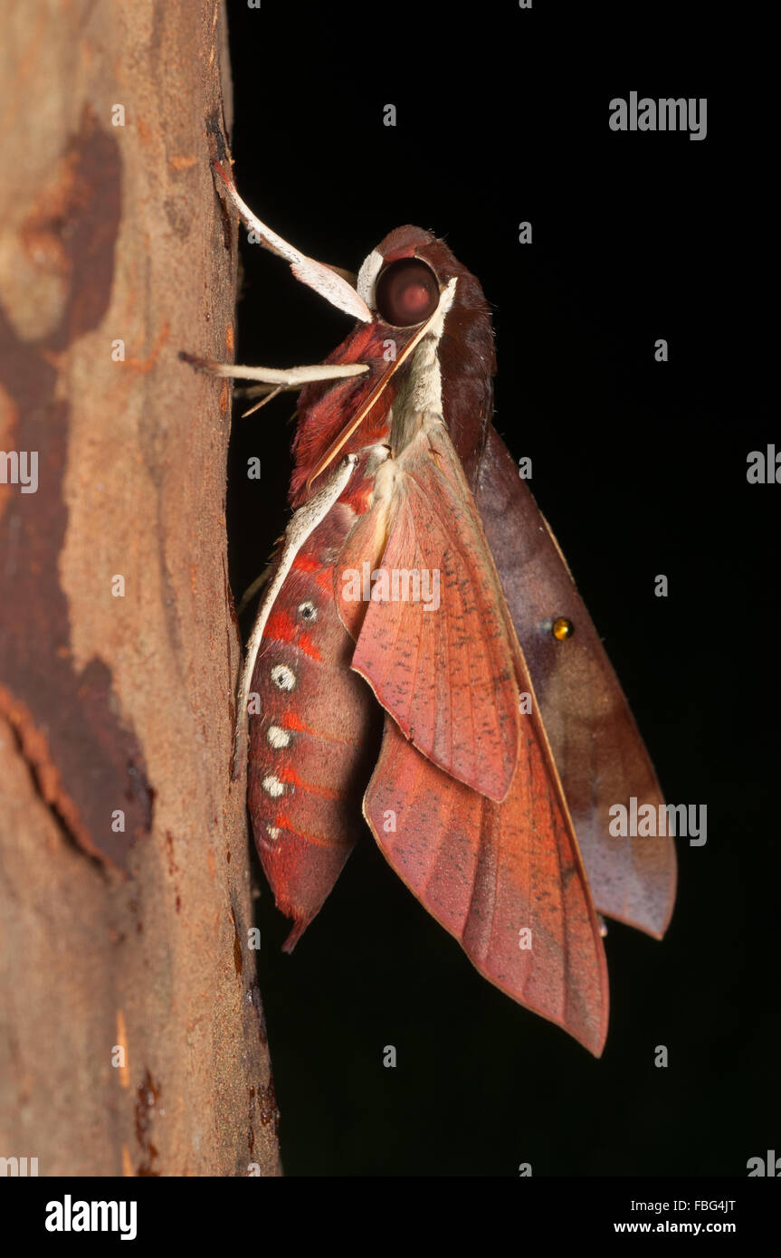White-brow hawk moth, Gnathothlibus eras, at Glenbrook, New South Wales, Australia. Stock Photo