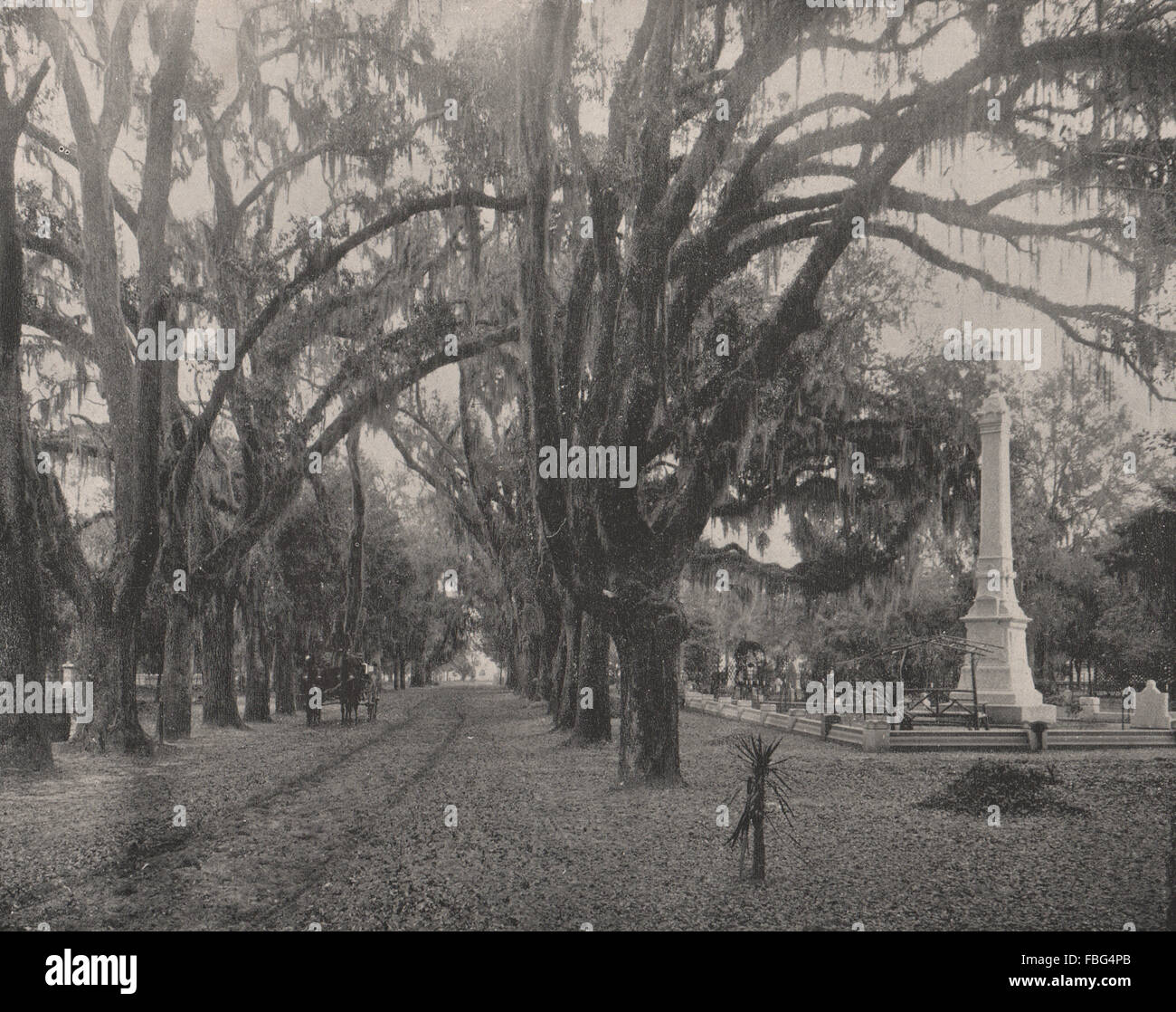 Savannah moss hanging from trees hires stock photography and images