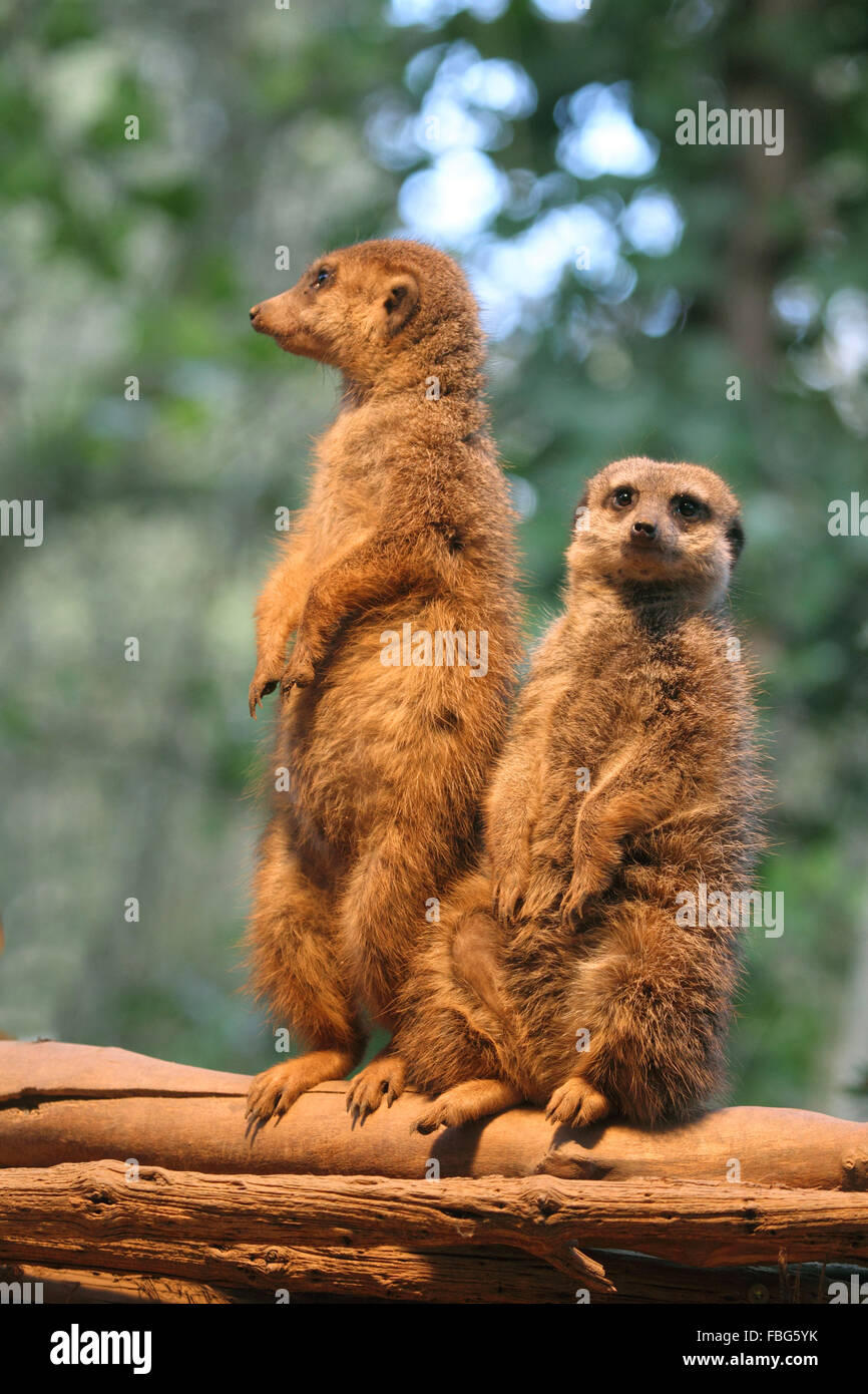 Suricate hi-res stock photography and images - Alamy