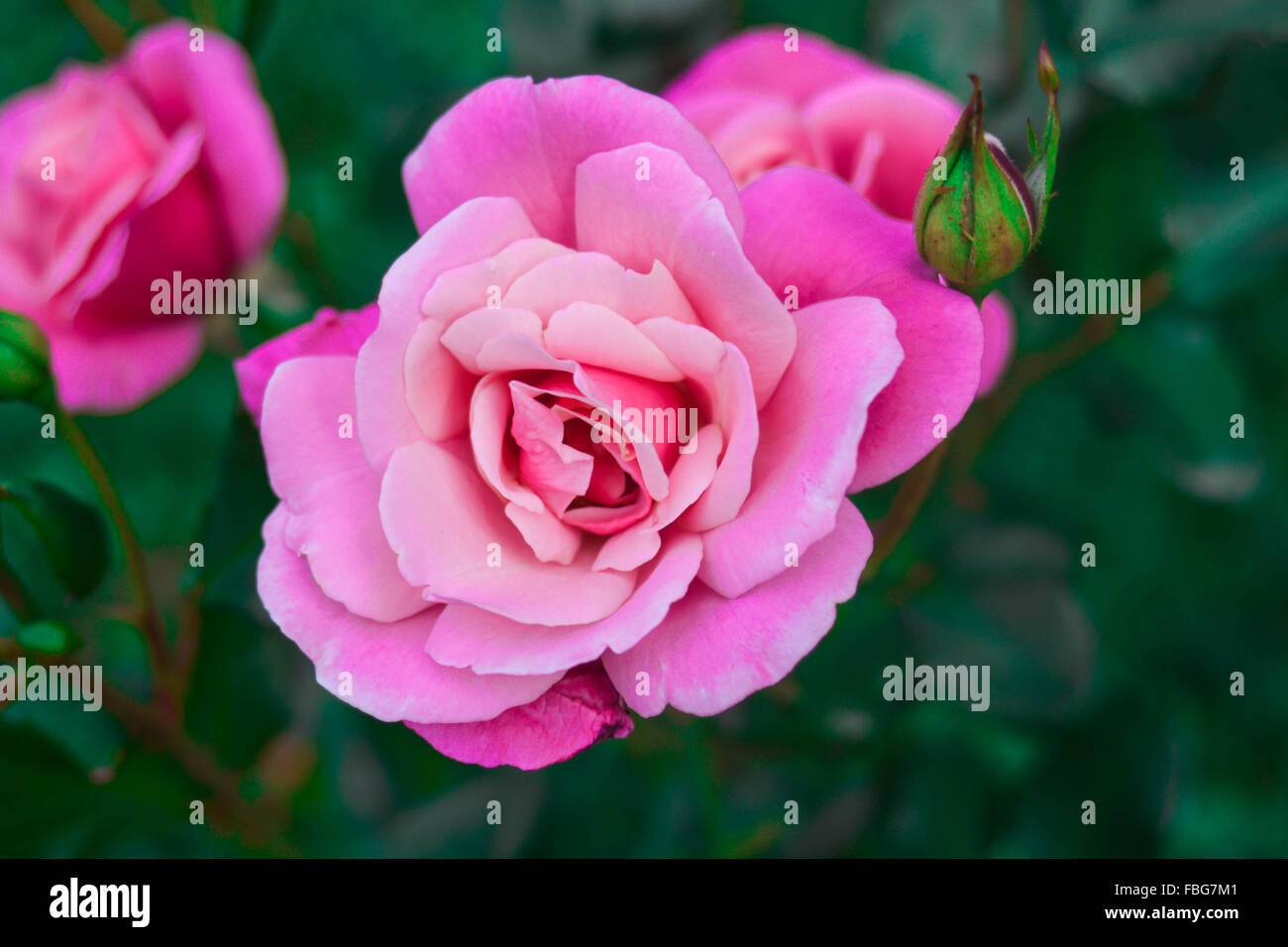 Princess grace rose hi-res stock photography and images - Alamy