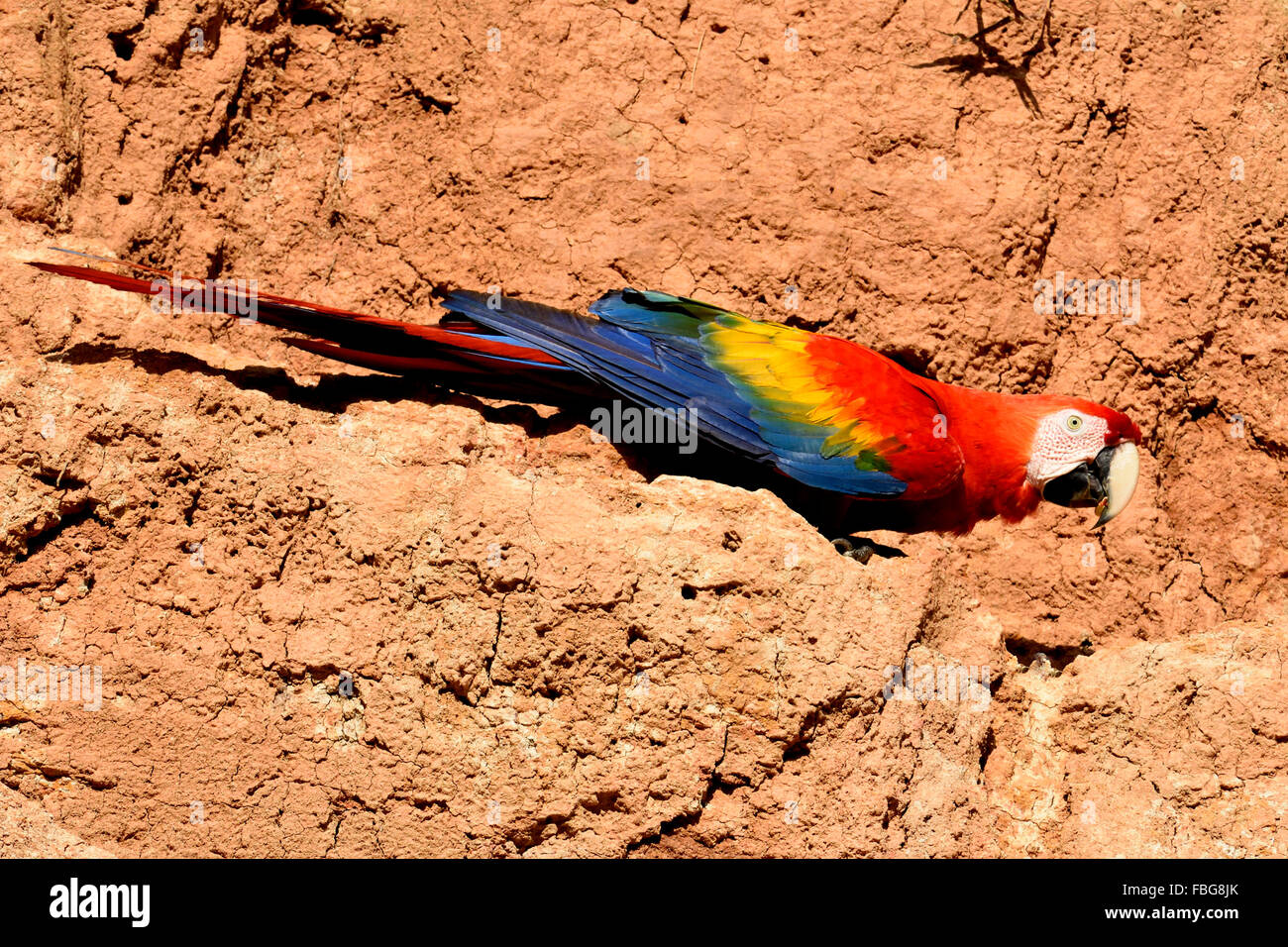 Scarlet Macaw (Ara macao) on clay wall, Manu National Park, UNESCO World Heritage Site, Peru Stock Photo