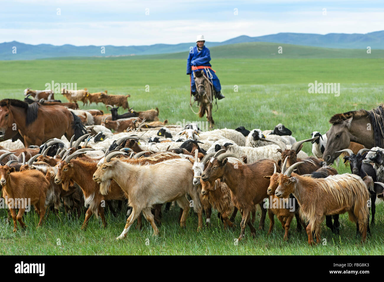 Mongolian nomad on horse, herding cashmere goats (Capra hircus laniger), Dashinchilen, Bulgan Aimag, Mongolia Stock Photo