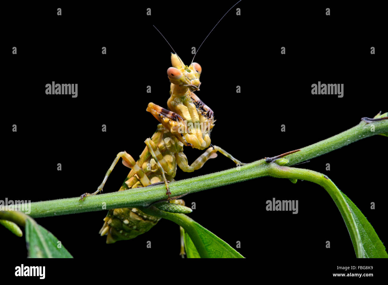 Praying mantis (Callibia diana) with green markings for camouflage
