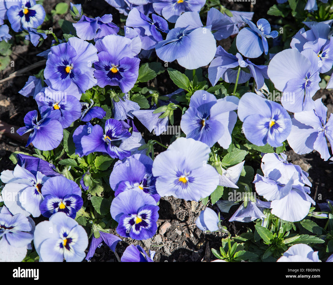 Colorful pansy flowers. Close-up shot. Nature background. Stock Photo