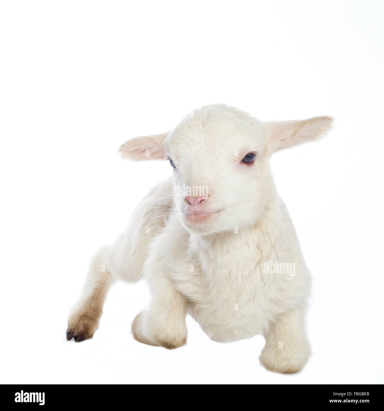 White baby lamb Stock Photo