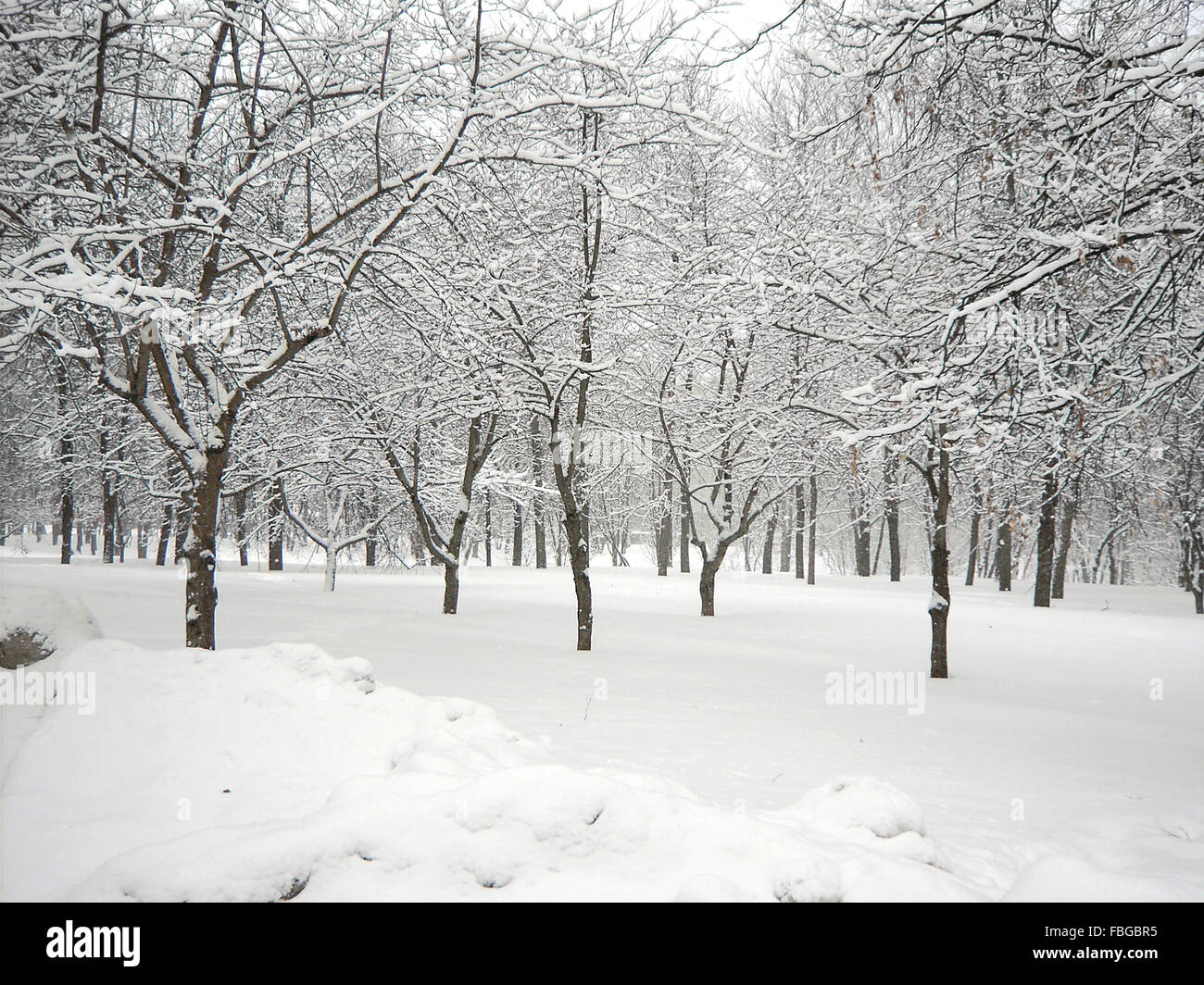 Snowfall in the park hi-res stock photography and images - Alamy
