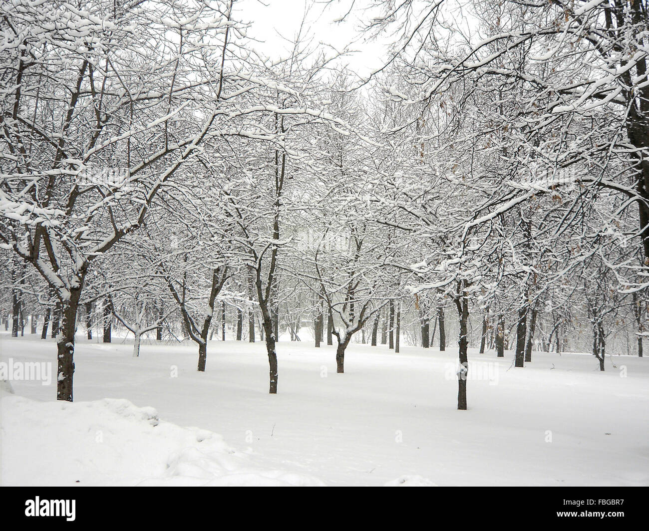 after snowfall in city park Stock Photo - Alamy