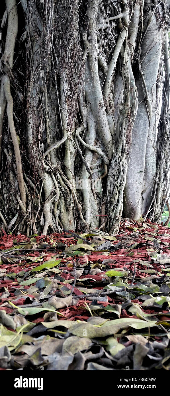 Ancient huge banyan tree with roots growing up trunk and cascade of beautiful fallen leaves in foreground, close up detail Stock Photo