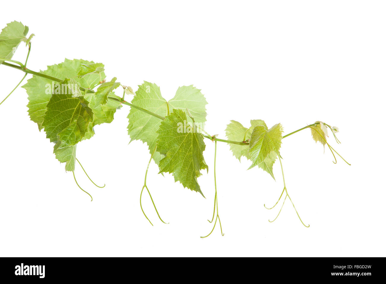 Green grape leaves Stock Photo Alamy