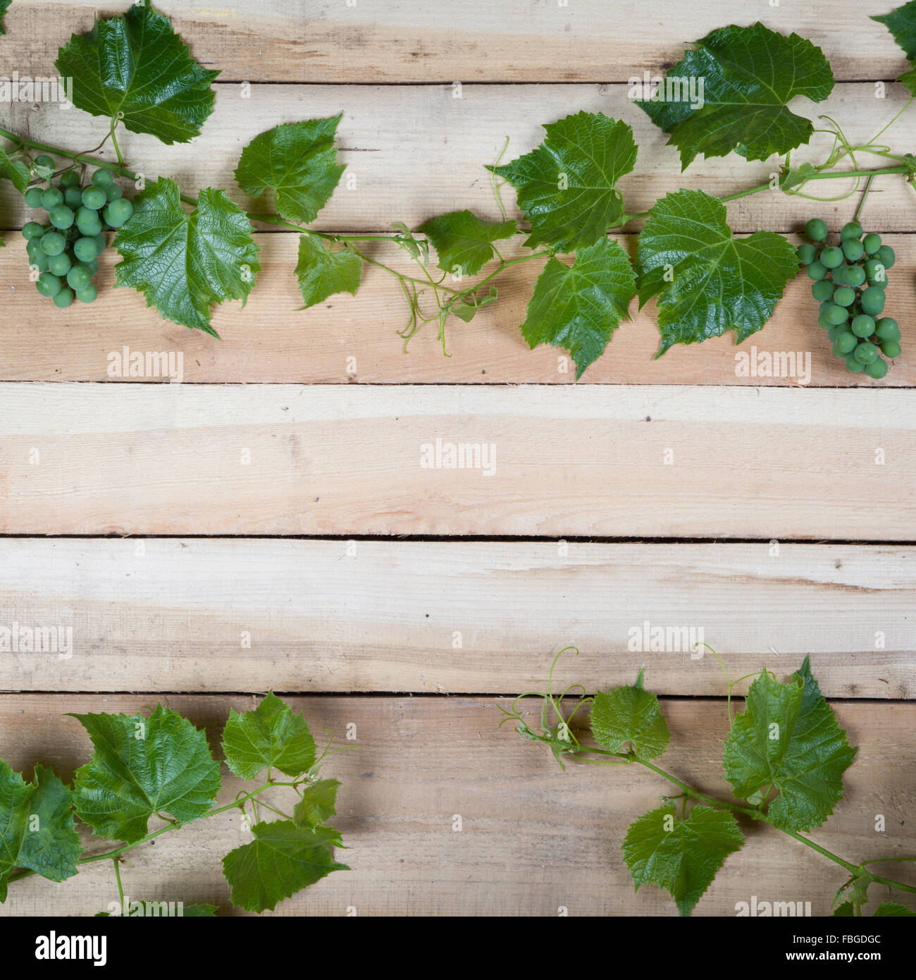 Green grape leaves Stock Photo - Alamy