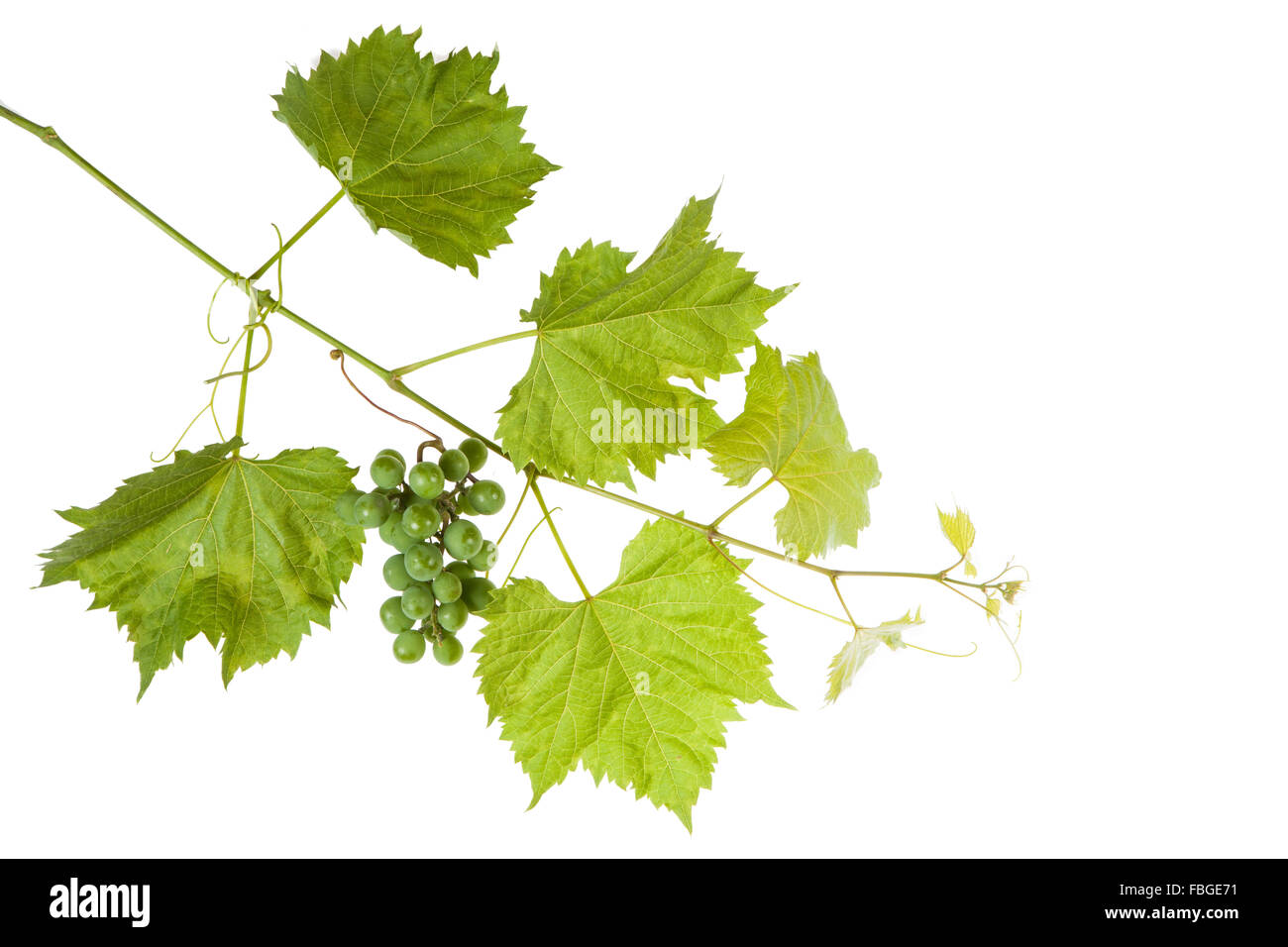 Green grape leaves Stock Photo