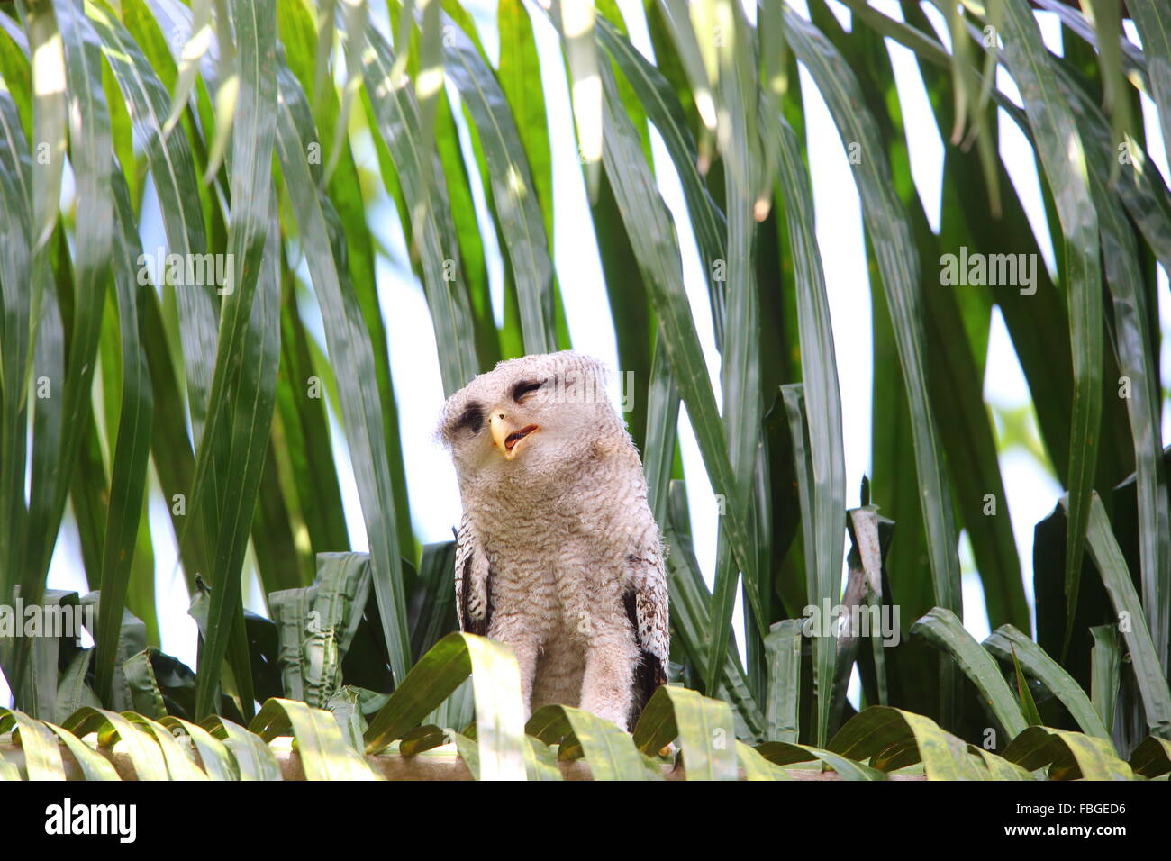 Barred eagle-owl (Bubo sumatranus) in South Thailand Stock Photo