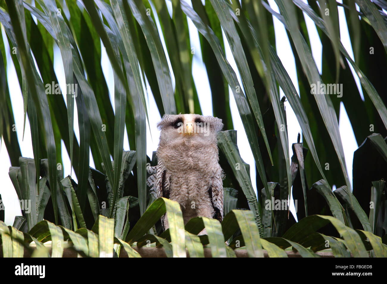 Barred eagle-owl (Bubo sumatranus) in South Thailand Stock Photo