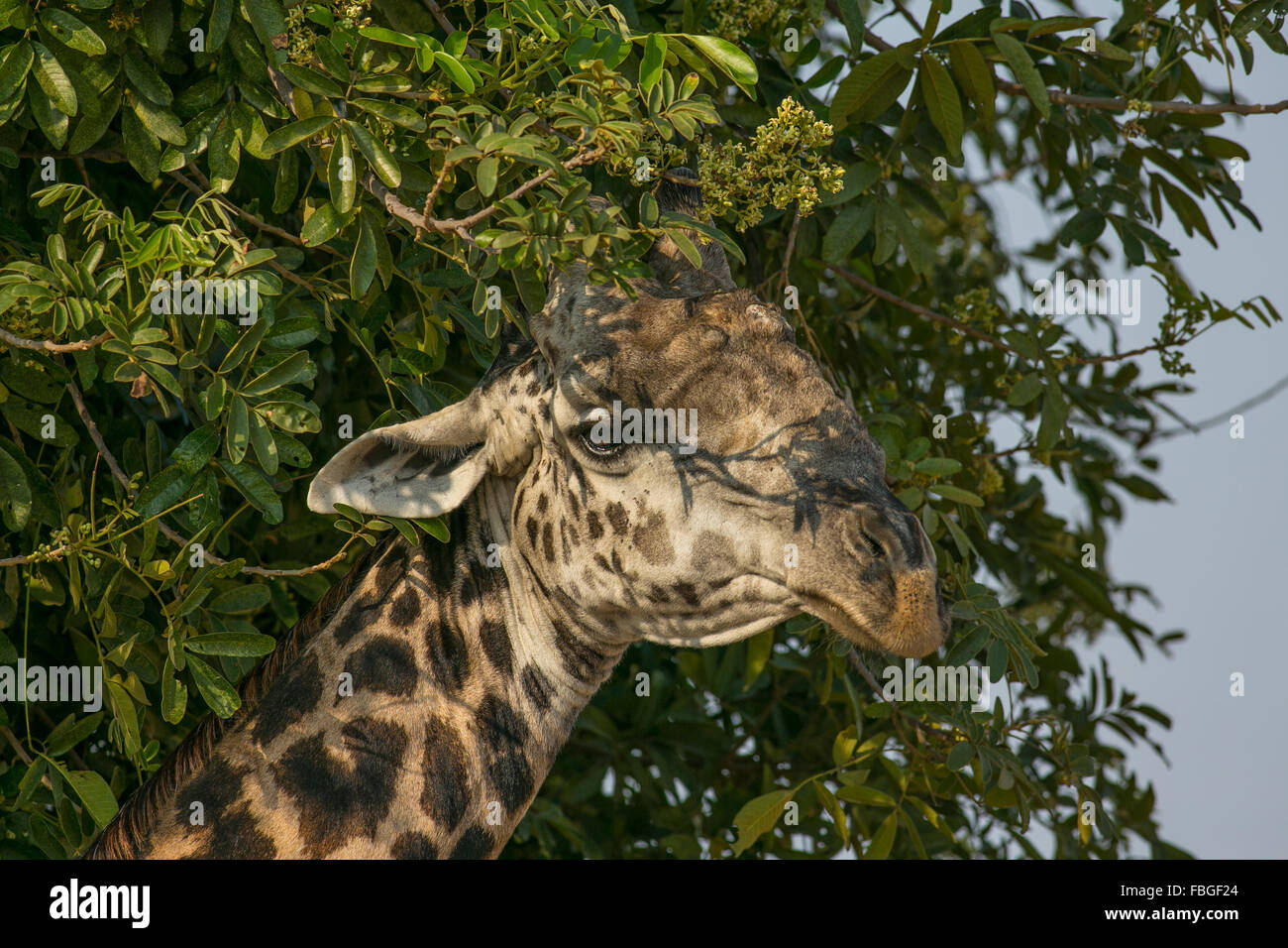 A close up view of a Rhodesian or Thornicroft's giraffe (Giraffa camelopardalis thornicrofti), South Luangwa, Zambia, Africa Stock Photo