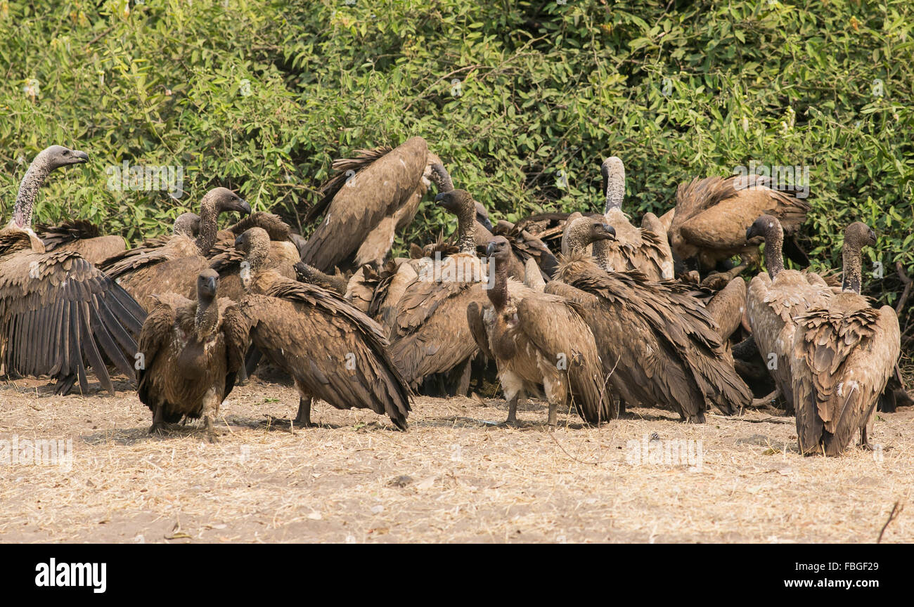 Kettle of vultures hires stock photography and images Alamy