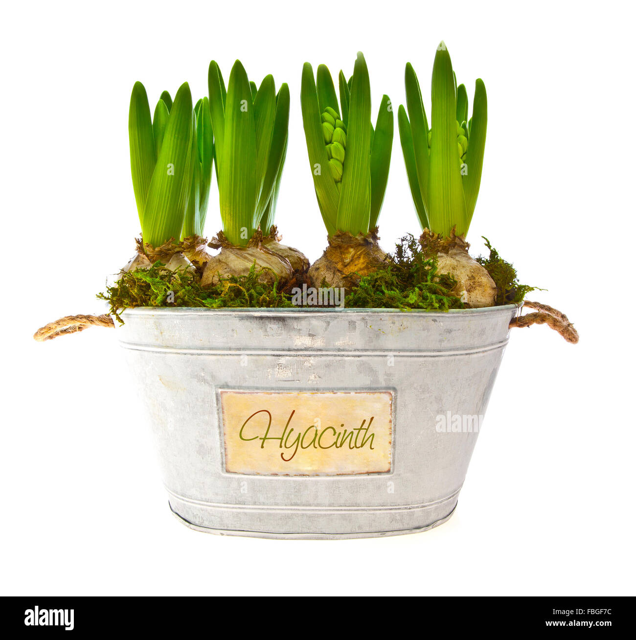 Growing hyacinth flower bulbs in pot isolated on white background Stock