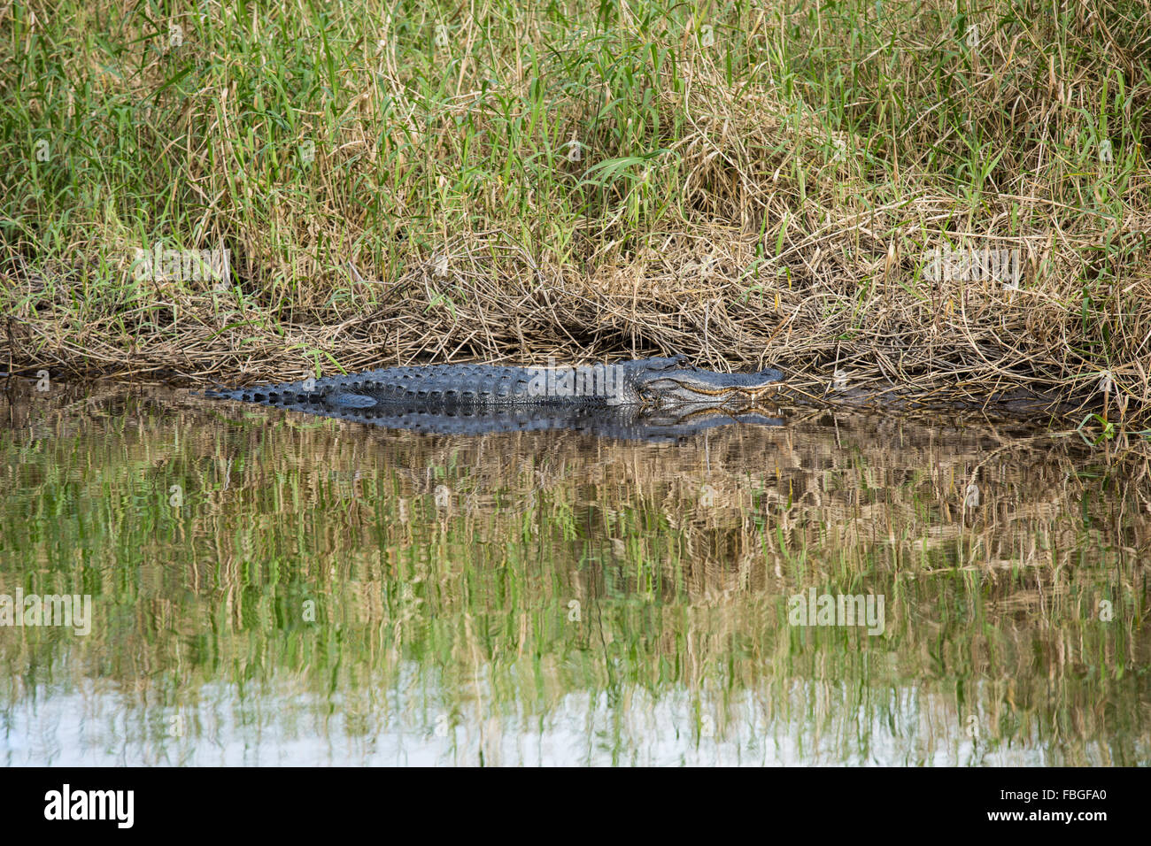 American alligator sunning itself on a river bank. Stock Photo