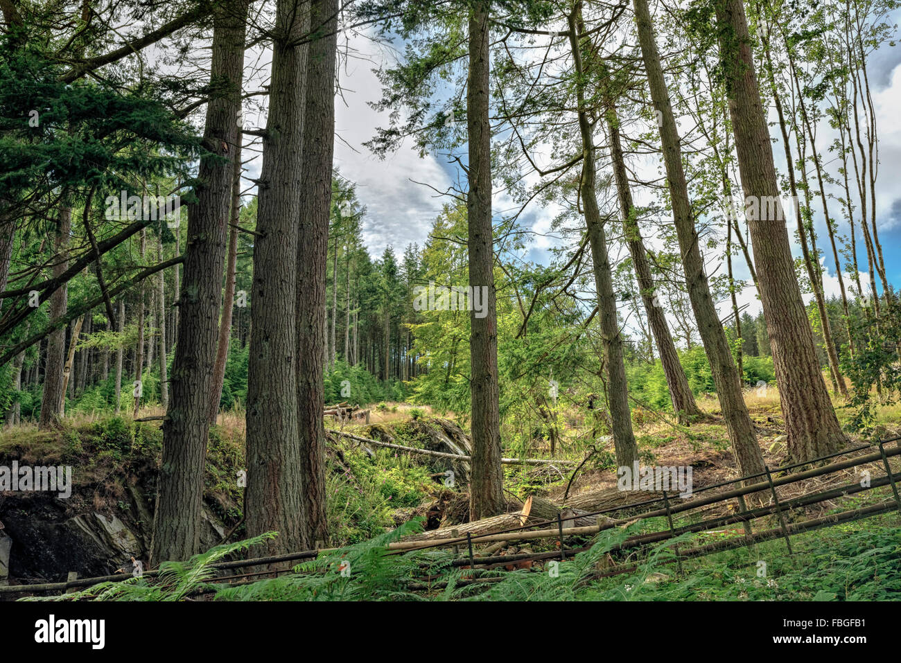 Cut down trees in a pine forest in Mid-Wales UK Stock Photo