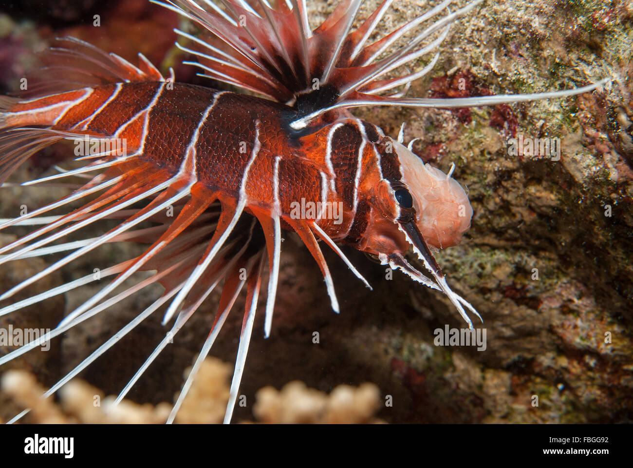 Radiata Lionfish, Pterois radiata, Scorpaenidae, Sharm el Sheikh, Red Sea, Egypt, Stock Photo