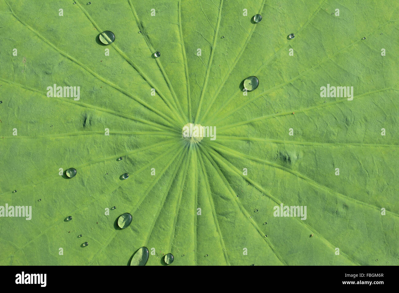Water drop on lotus leaf Stock Photo - Alamy
