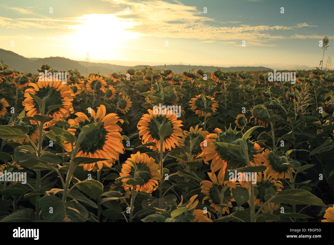 sunrise on sunflower field Stock Photo - Alamy