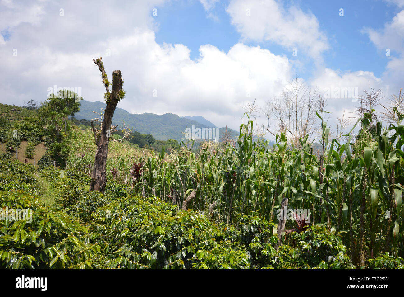 Coffee plantations in the highlands of western Honduras Stock Photo - Alamy