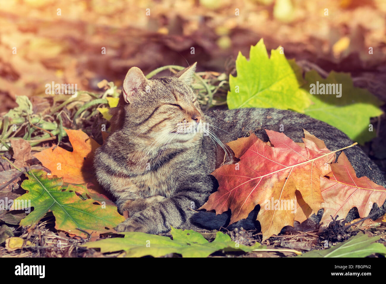 Cute cat covered with leaves lying in the park Stock Photo - Alamy