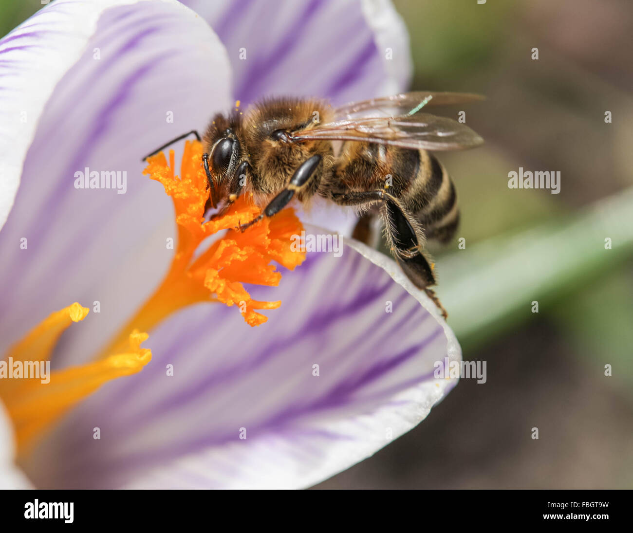 Macro of bee hi-res stock photography and images - Alamy