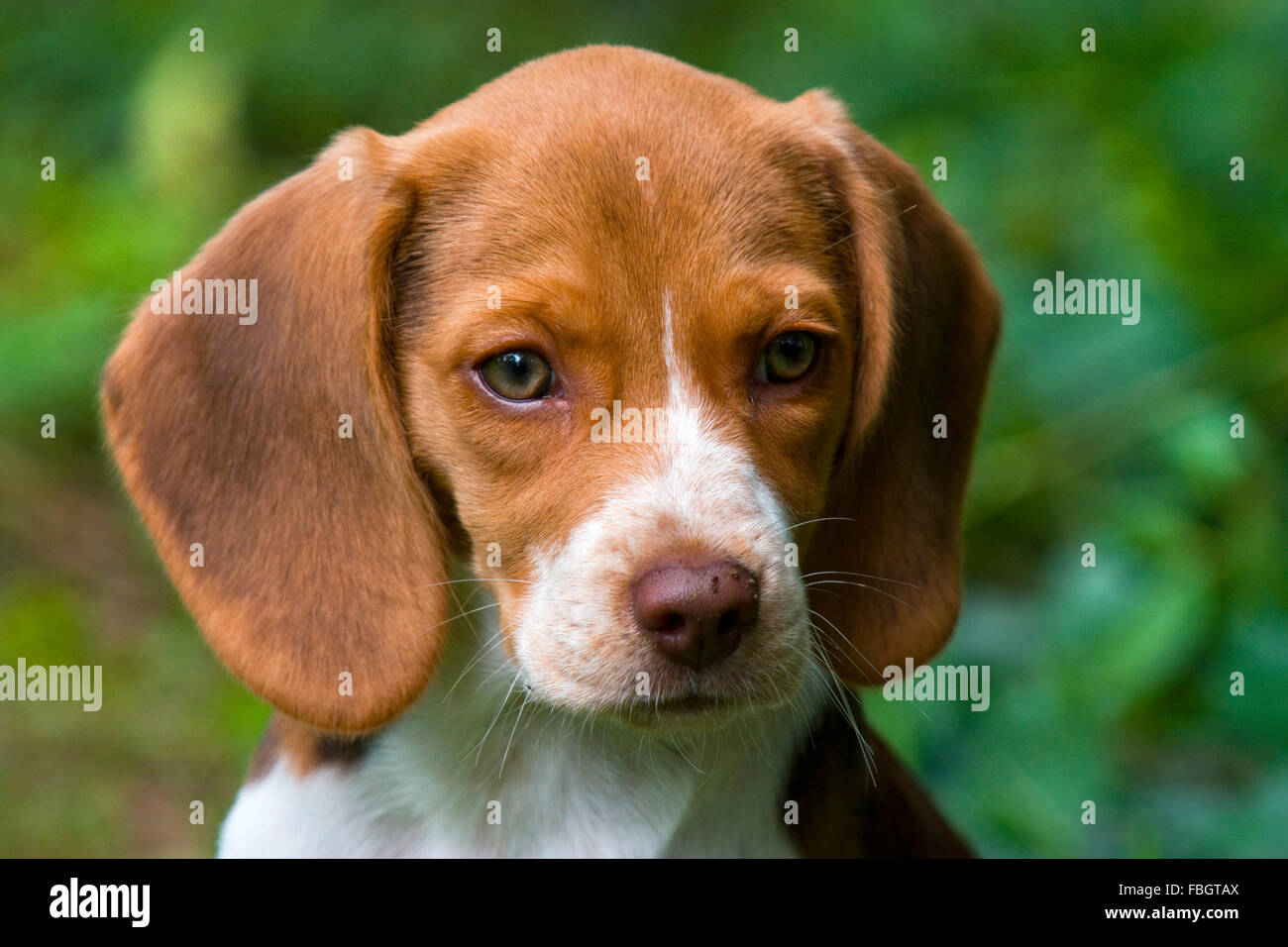 A beagle puppy portrait Stock Photo