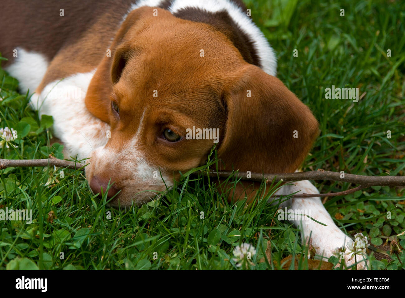 A beagle puppy plays with a stick in the green grass and clovers of late spring. Stock Photo