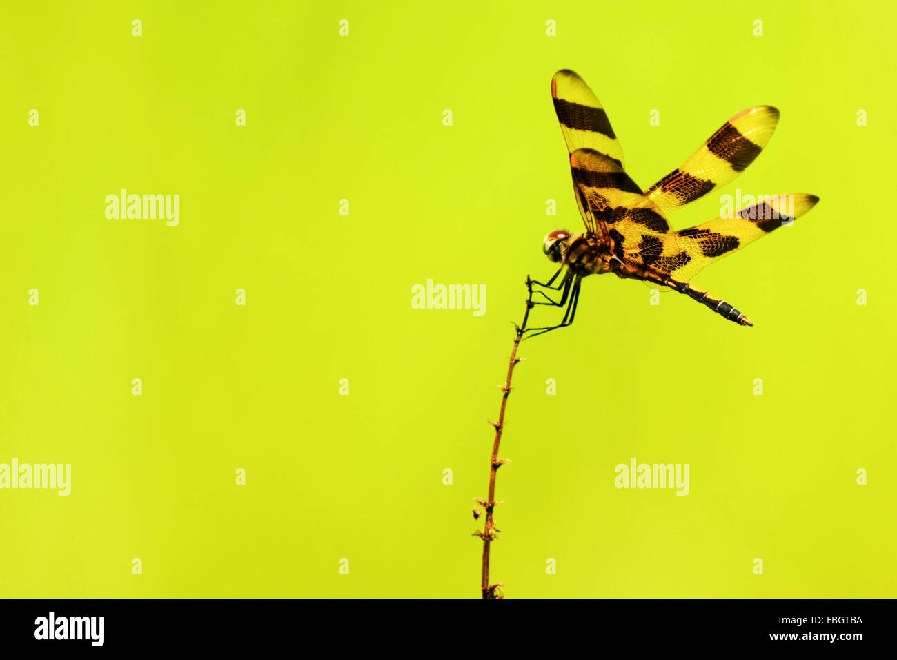 A skimmer dragonfly insect resting on the top of a twig Stock Photo - Alamy