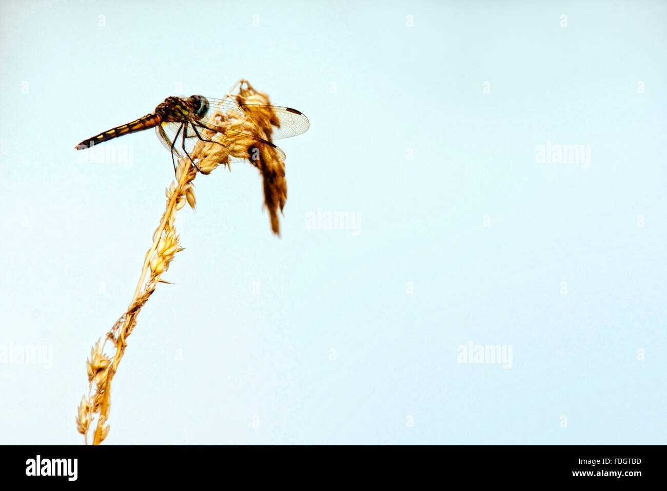 A skimmer dragonfly insect resting on a twig Stock Photo - Alamy