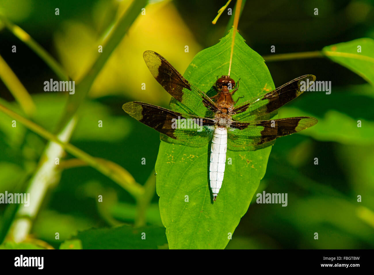 A common whitetail dragonfly insect resting on a leaf Stock Photo - Alamy
