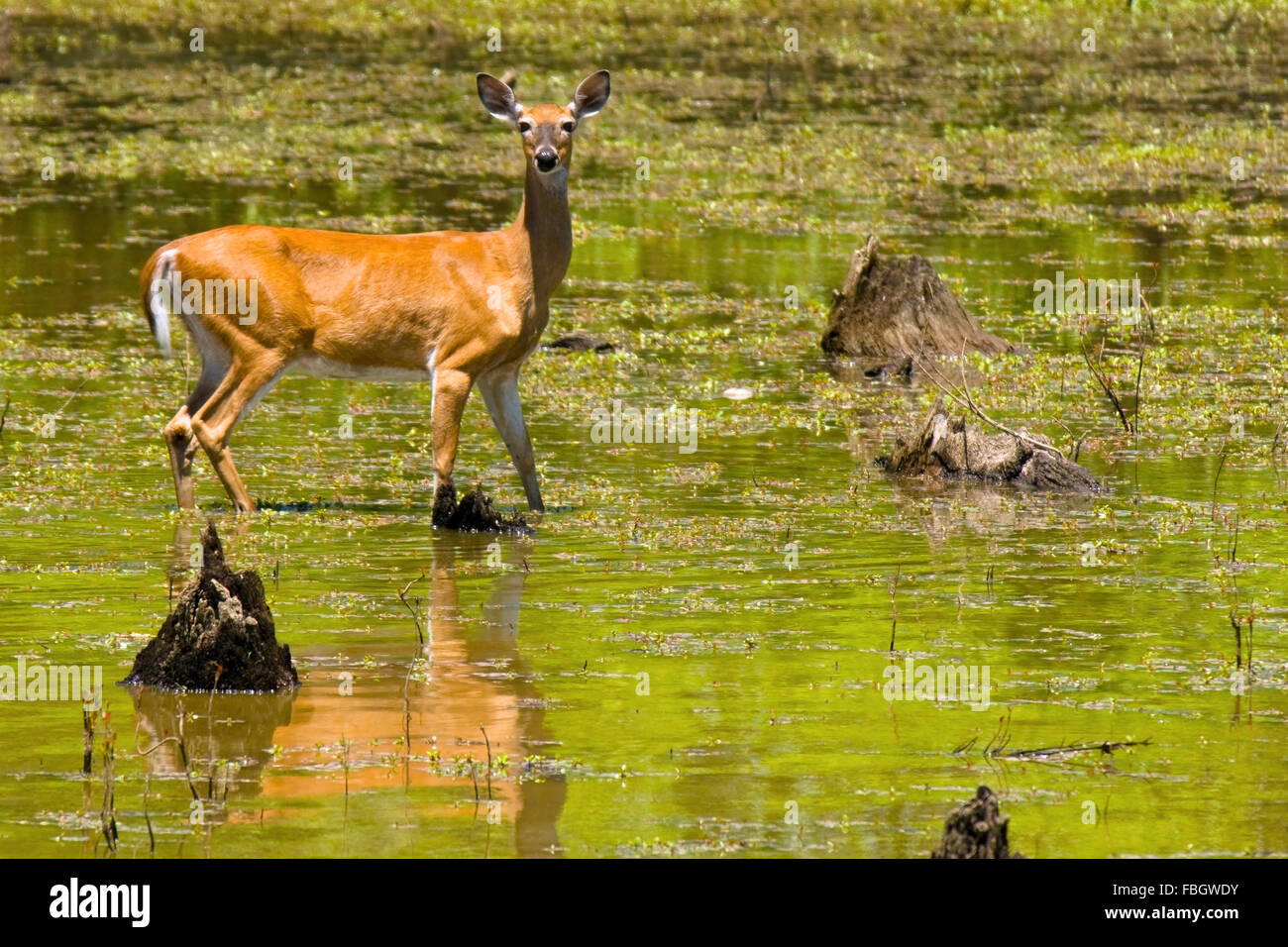 A whitetailed doe deer in a wetland marsh area in Monroe County