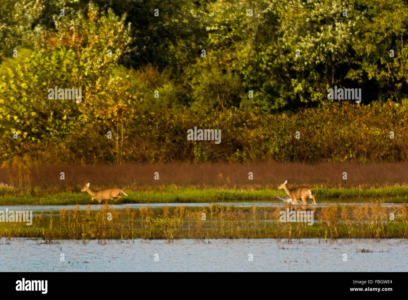 Two deer run across a marsh near a forest in Monroe County, Indiana, USA. Stock Photo