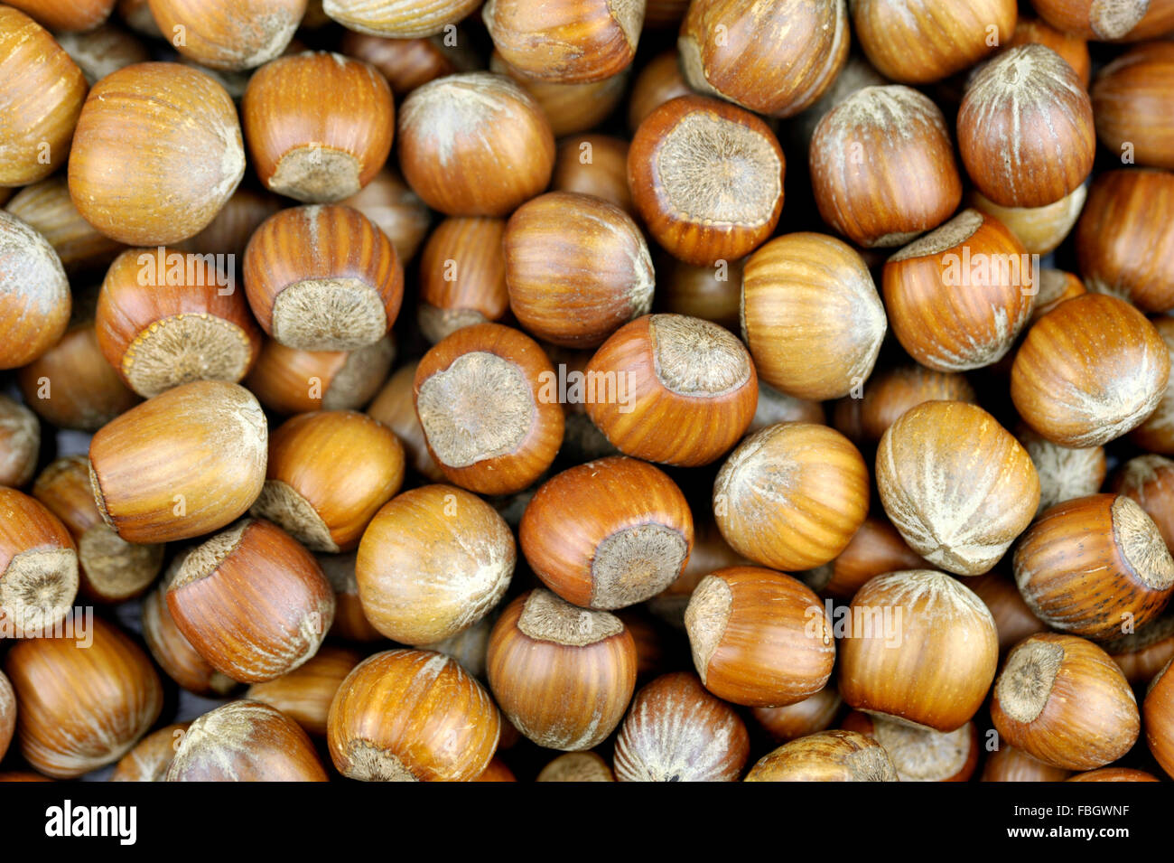 Whole Hazel nuts, also known as Cob nuts or Filberts Stock Photo Alamy