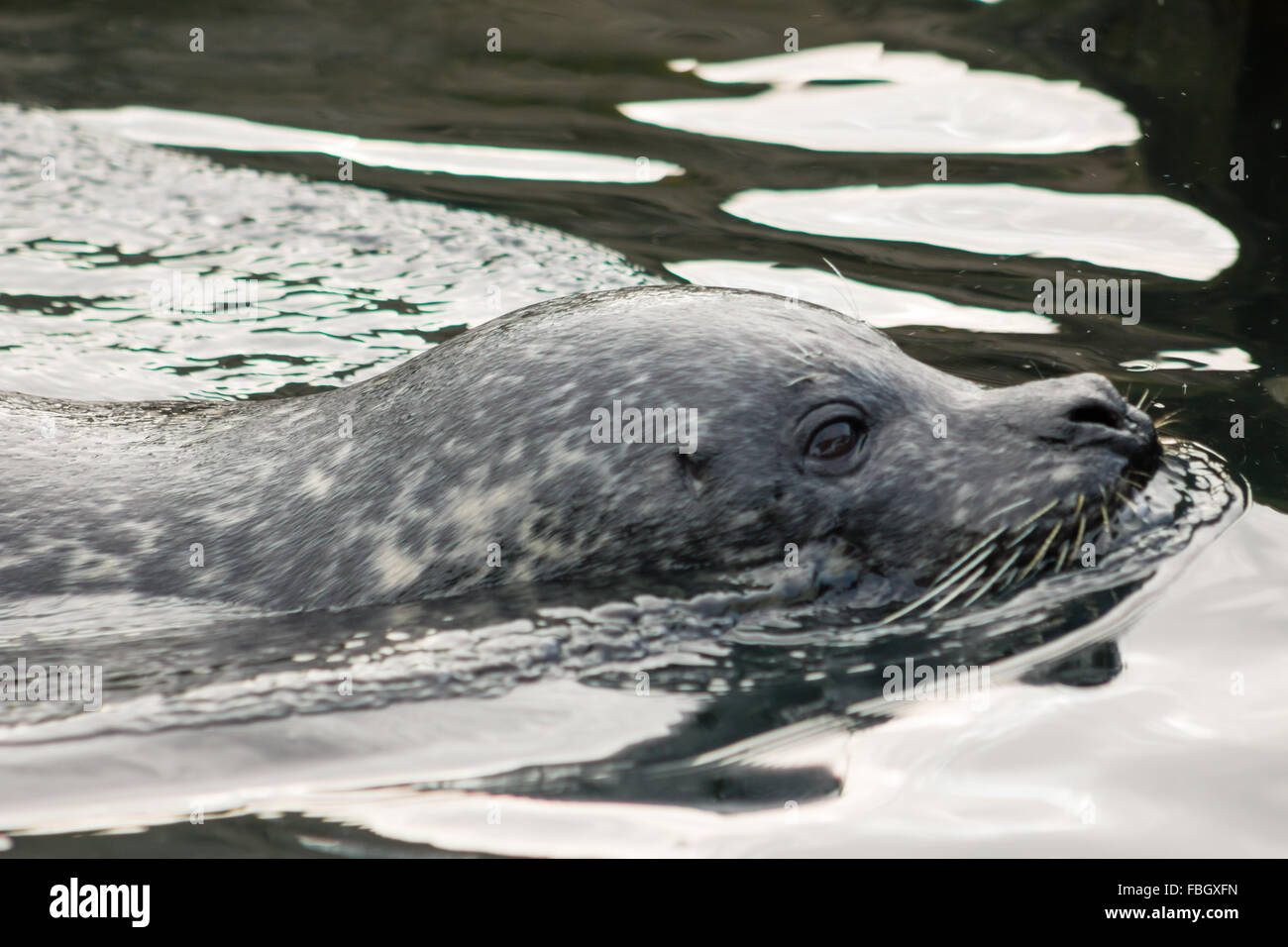 Adult Grey Seal (Halichoerus grypus), swimming in the water. Stock Photo