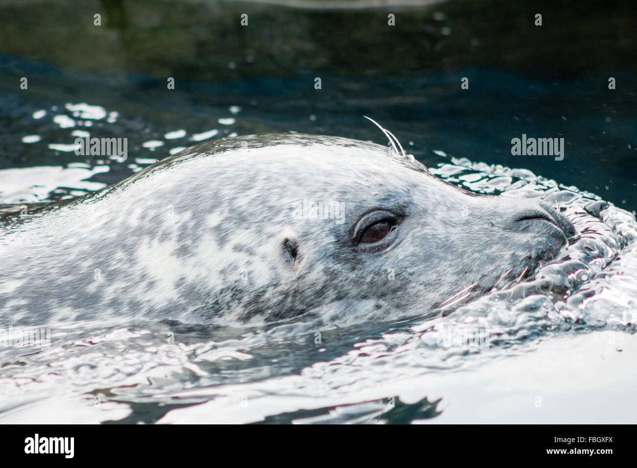 Adult Grey Seal (Halichoerus grypus), swimming in the water. Stock Photo