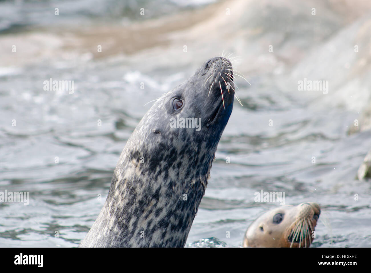 Adult Grey Seal (Halichoerus grypus), swimming in the water. Stock Photo