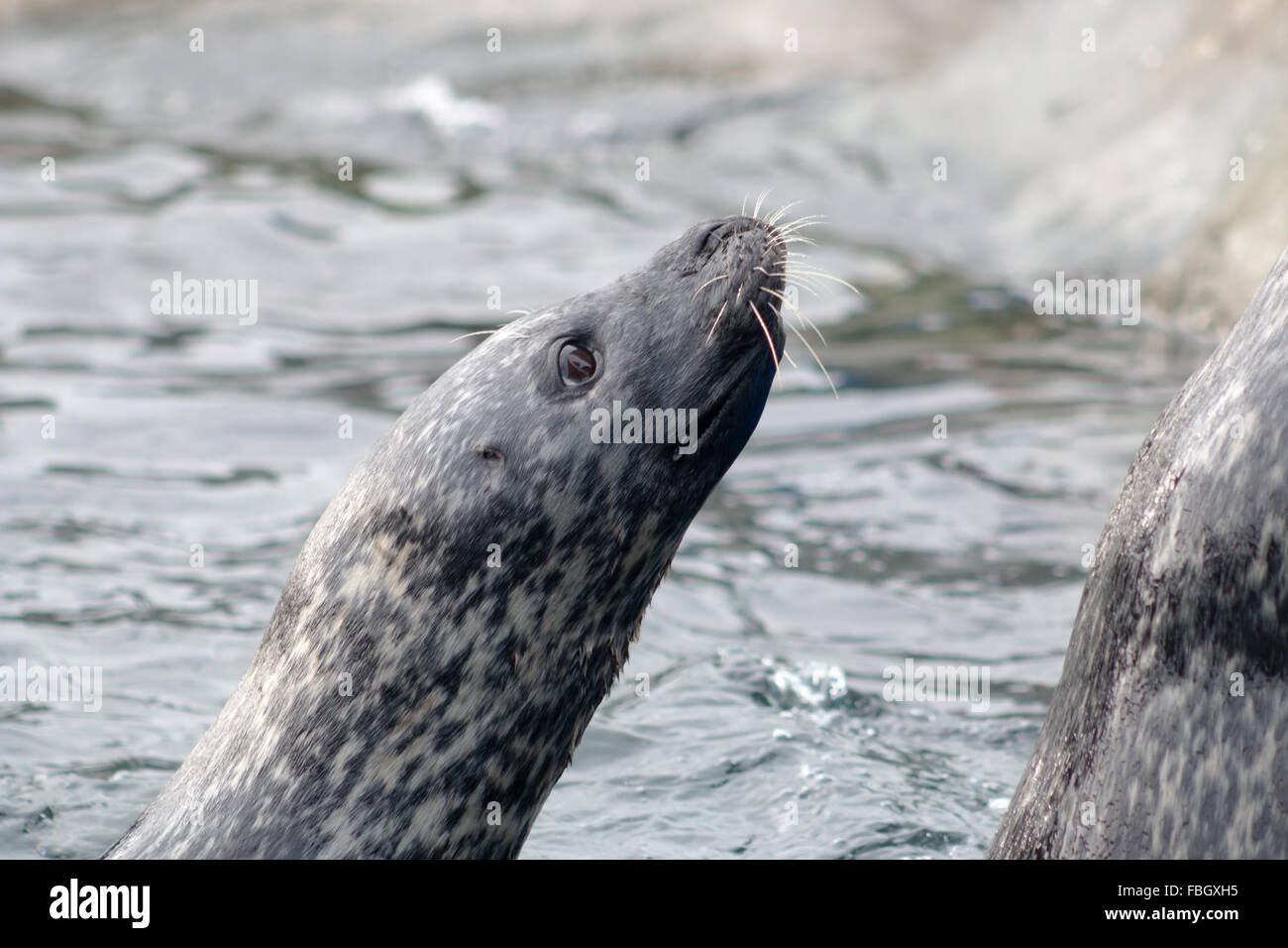 Adult Grey Seal (Halichoerus grypus), swimming in the water. Stock Photo