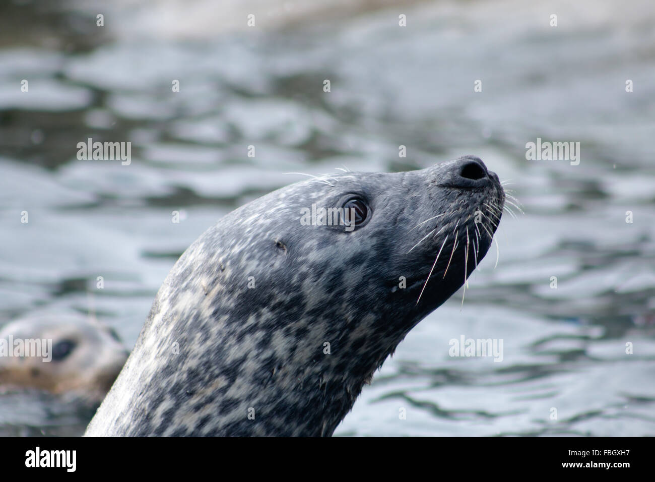 Adult Grey Seal (Halichoerus grypus), swimming in the water. Stock Photo