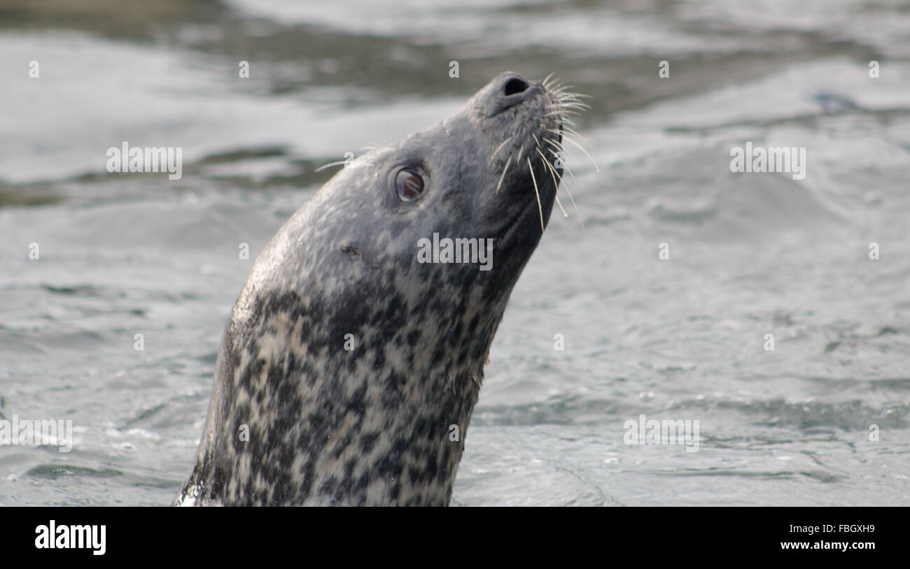Adult Grey Seal (Halichoerus grypus), swimming in the water. Stock Photo