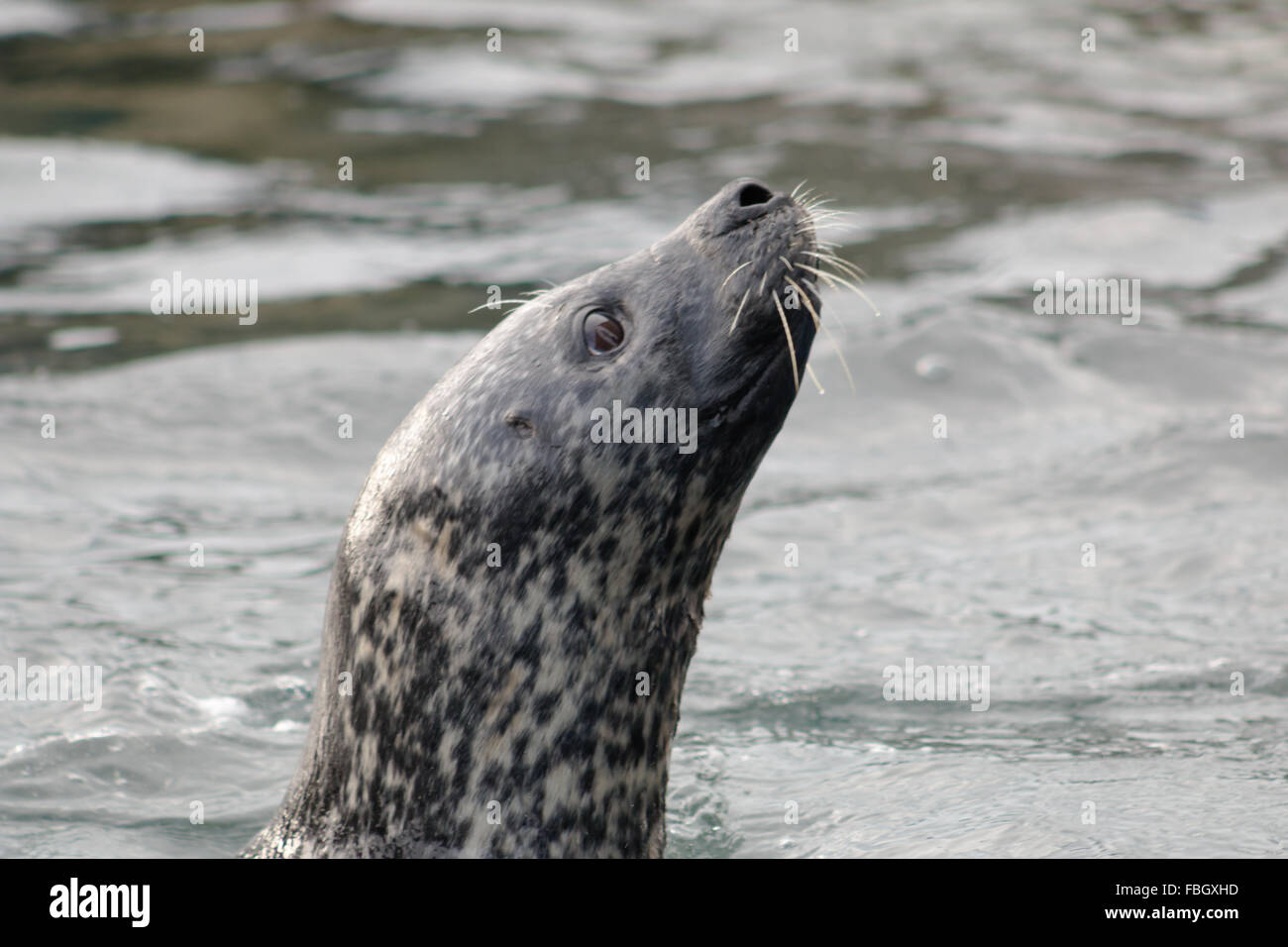 Adult Grey Seal (Halichoerus grypus), swimming in the water. Stock Photo