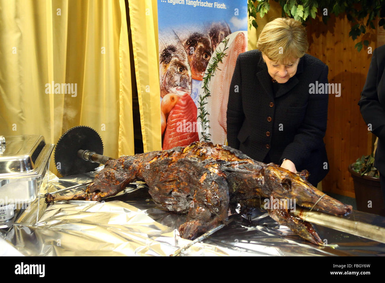 Trinwillershagen, Germany. 15th Jan, 2016. German Chancellor Angela Merkel (CDU) is helping herself to a bite from a grilled pork during the traditional New Year's reception of the county council of Western Pomerania in Trinwillershagen, Germany, 15 January 2016. Merkel has been representing her Stralsund-Greifswald-Ruegen-Western Pomerania constituency in the German Bundestag with a direct mandate since 1990. Photo: Ove Arscholl/dpa/Alamy Live News Stock Photo