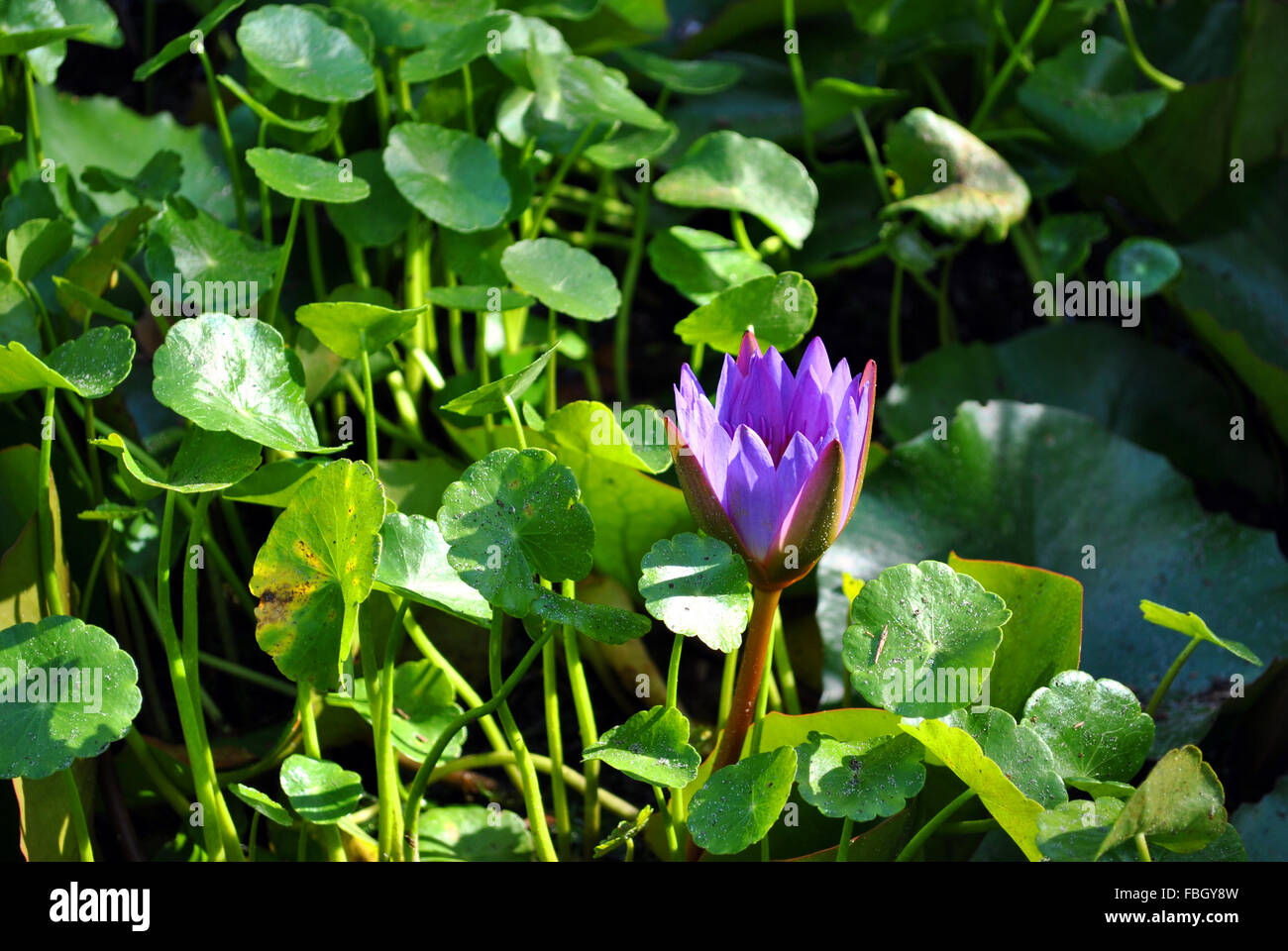 Water lily Latin name Nymphaea sp Stock Photo