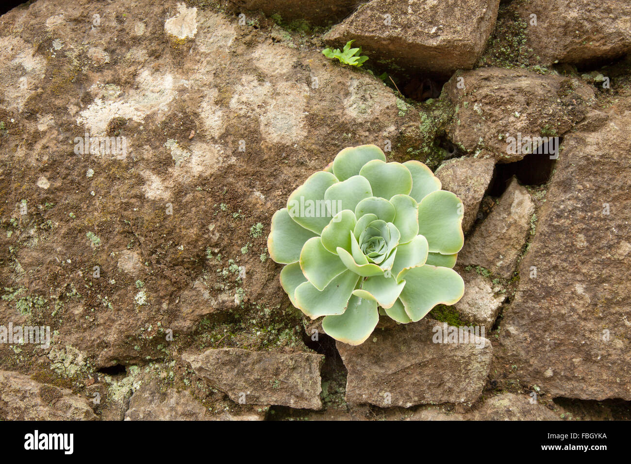 old stone wall with single Aeonium plant growing between blocks Stock Photo