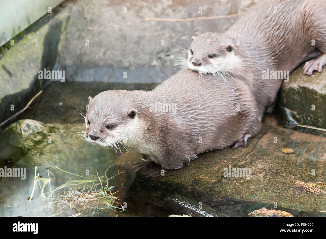 Asian Short Clawed Otter (Amblonyx cinerea), also known as Oriental Small-Clawed otter. Stock Photo