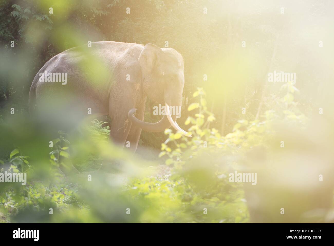 male elephant in the forest with flare light Stock Photo