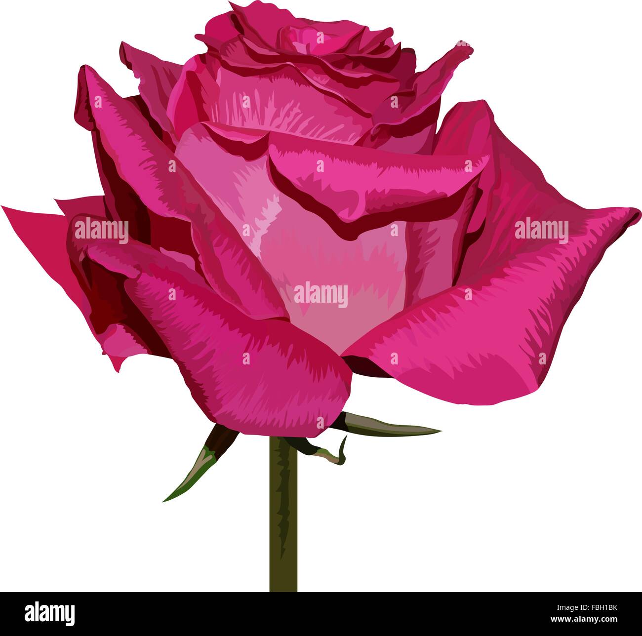 Pink rose isolated on white background Stock Vector Image & Art - Alamy
