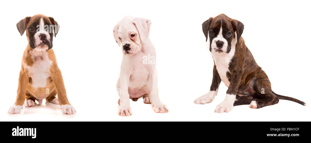 3 types of boxer puppies isolated over a white background Stock Photo